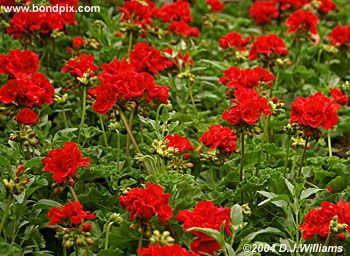 Colorful Butchart Gardens in Victoria, BC