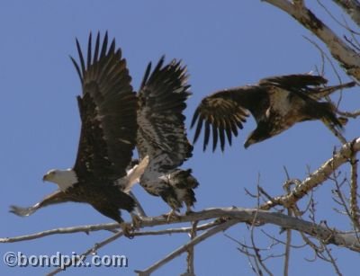 Bald Eagle picture