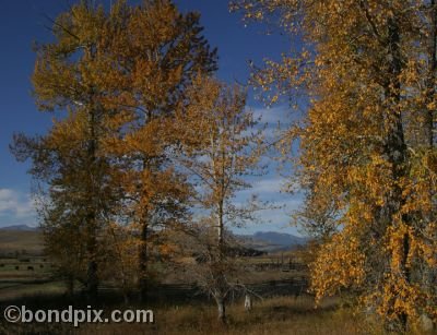 Autumn colours