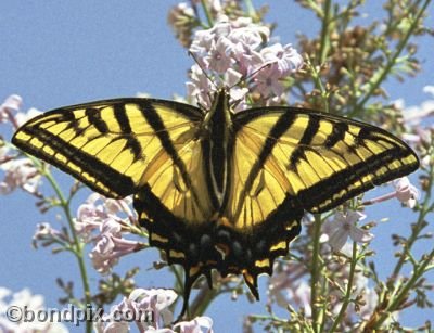 Swallowtail Butterfly on a Lilac bush