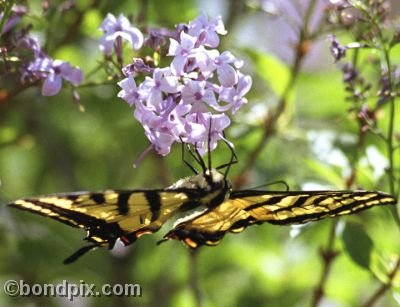 Swallowtail Butterfly on a Lilac bush