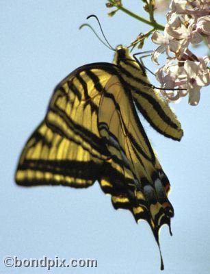 Swallowtail Butterfly on a Lilac bush