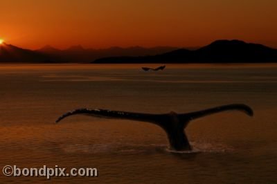 Humpback Whales Alaska Sunset