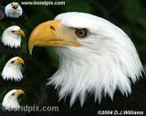 A montage of Bald Eagle images for purchase