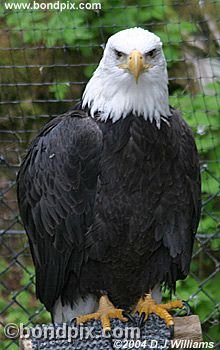 Bald Eagle