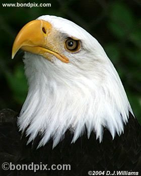 Bald Eagle