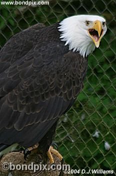 Bald Eagle