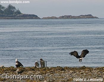 Bald Eagle