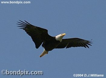 Bald Eagle