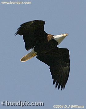 Bald Eagle