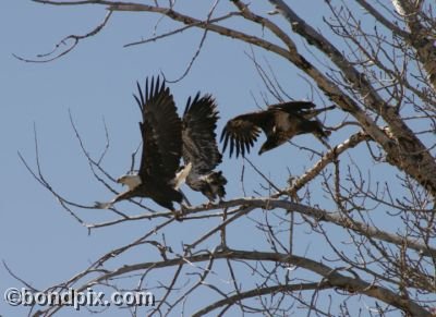 Bald Eagles flying from a tree in Montana