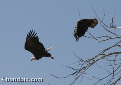 Bald Eagles flying from a tree in Montana