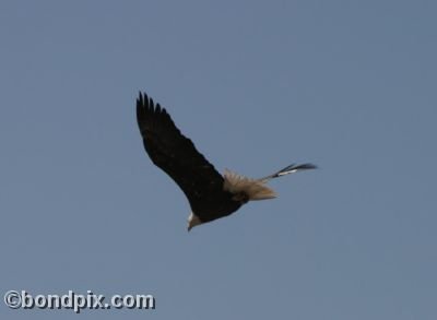 Bald Eagle in flight over Montana