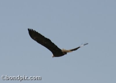 Bald Eagle in flight over Montana