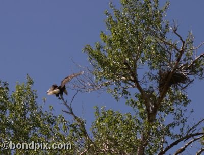 Bald Eagle lands on a tree branch in Warm Springs, Montana