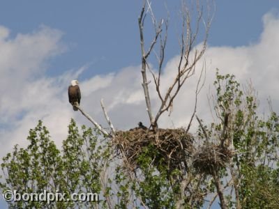 A Bald Eagle keeps an eye on a baby eagret in its nest in a tree in Warm Springs, Montana