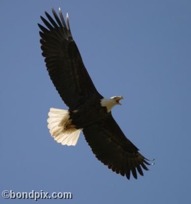 A Bald Eagle screeches as it flies overhead at Warm Springs ponds, Montana