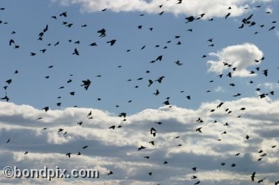 Enormous flock of black birds take flight