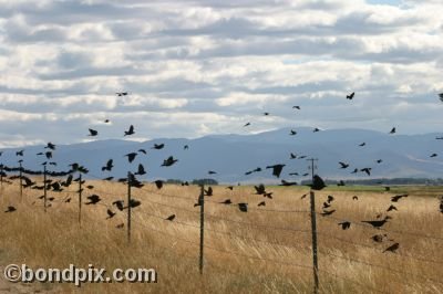 Large flock of black birds take flight