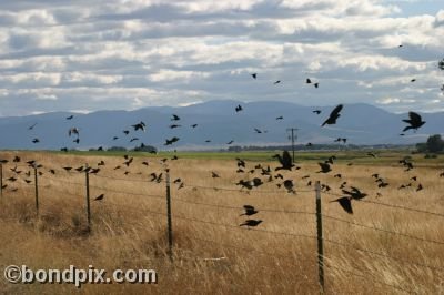 Large flock of black birds take flight