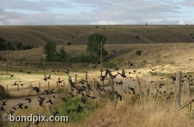 Large flock of black birds on a fence