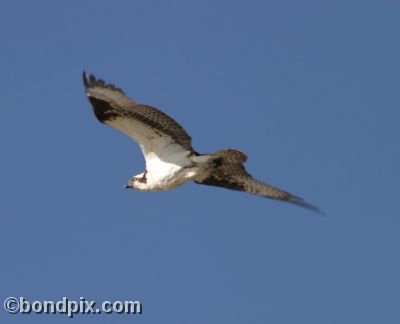 Osprey in flight over Montana