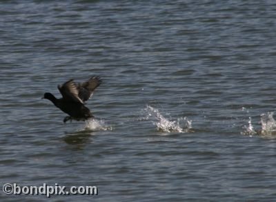 An American Coot races across the surface of Warm Springs pond in Montana