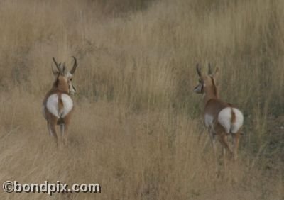 Pronghorn Antelope in Montana