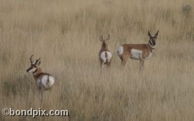 Pronghorn Antelope in Montana