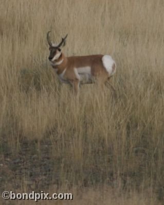 Pronghorn Antelope in Montana