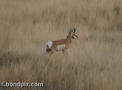 Pronghorn Antelope in Montana