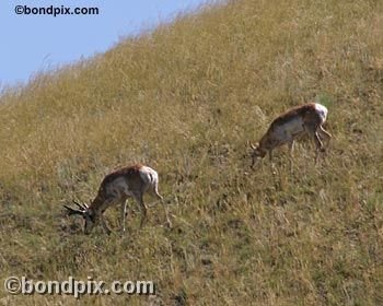 Antelope in the Deer Lodge valley in Montana