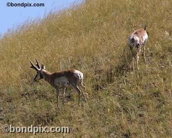 Antelope in the Deer Lodge valley in Montana