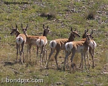 Antelope in the Deer Lodge valley in Montana