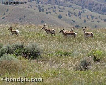 Antelope in the Deer Lodge valley in Montana