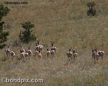 Antelope in the Deer Lodge valley in Montana