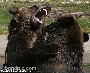 Grizzly Bear cubs at play