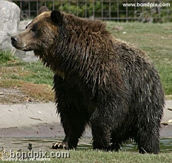 Grizzly Bear