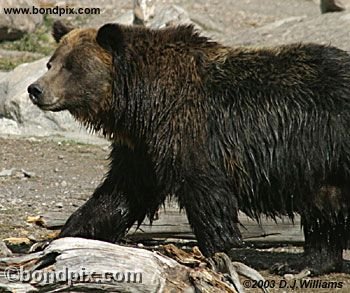 Grizzly Bear