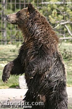 Grizzly Bear