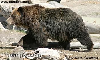 Grizzly Bear