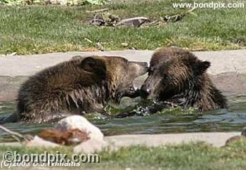 Grizzly Bear cubs at play