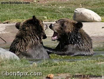 Grizzly Bear cubs at play