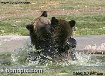 Grizzly Bear cubs at play