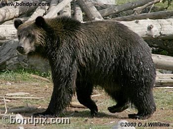 Grizzly Bear