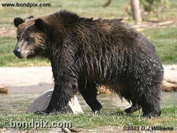 Grizzly Bear