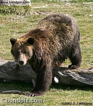 Grizzly Bear