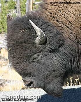 Buffalo, or Bison