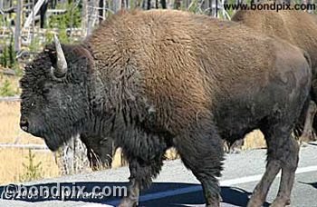 Buffalo, or Bison