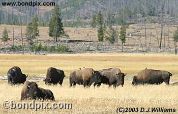 Buffalo, or Bison